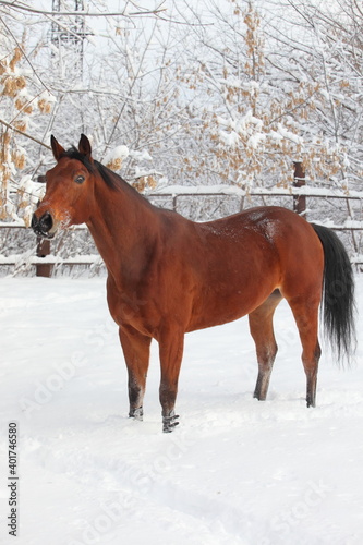 Beautiful sports horse walks in winter farm 