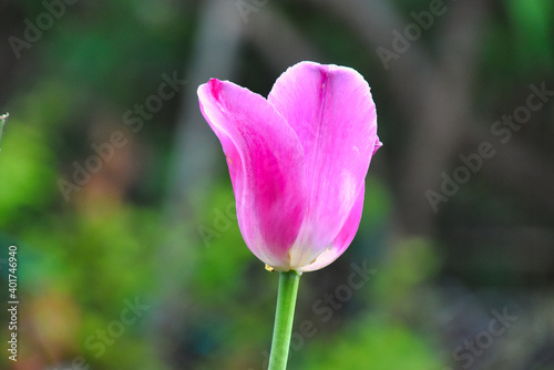 Tulpe