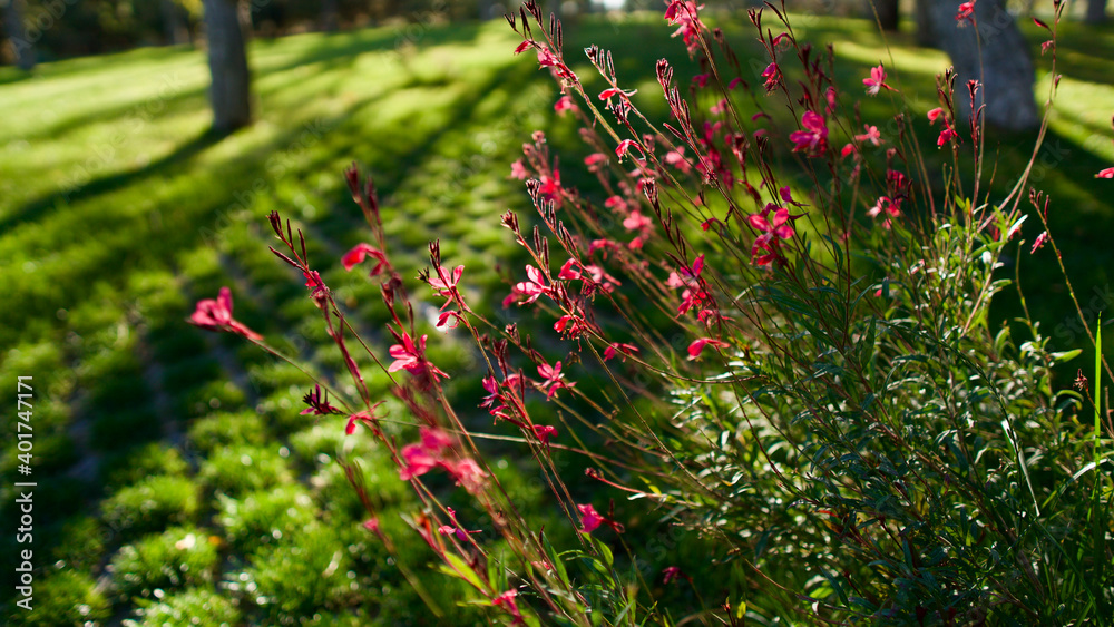 The last wild flower to bloom in autumn. Focus on the front. The last wild flower to bloom in autumn. Focus on the front.