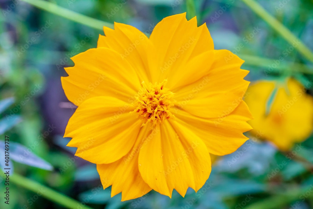 Selective focused on pollen of colorful yellow flower in macro shot. Selective focused on pollen of colorful yellow flower in macro shot.