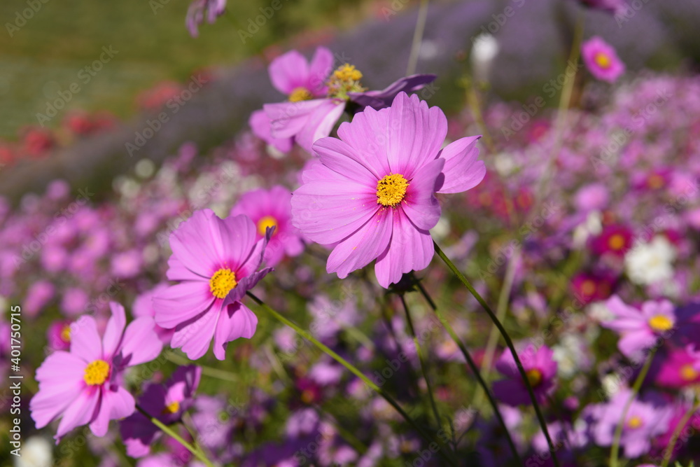 Cosmos flowers in the beautiful garden Chiang Mai, Thailand. Cosmos flowers in the beautiful garden Chiang Mai, Thailand.