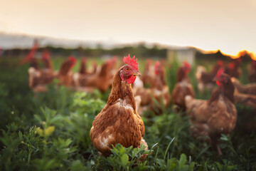 Fototapete Khaki Glückliches Freilandhuhn auf grüner Wiese  © Jacqueline Anders