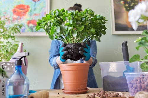 Woman transplanting Kalanchoe plant in larger pot using shovel and soil