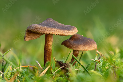 Small brown slimy lamellar mushrooms on the lawn