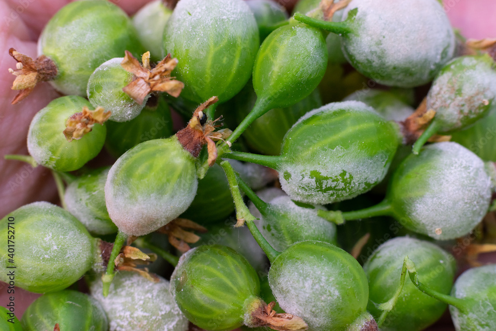 Many young unripe little gooseberry berries damaged by Powdery mildew fungi. White mold damaged harvest Many young unripe little gooseberry berries damaged by Powdery mildew fungi. White mold damaged harvest