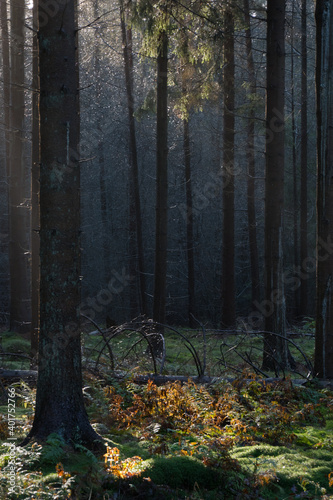 Sunlight in a dark pine forest lighten up spots on moss, ferns and branches