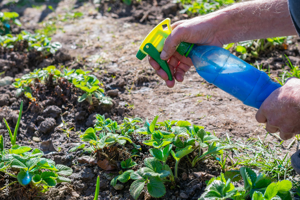 Naklejka premium Garden bed of strawberry bushes in fruit farm are sprayed by Bordeaux mixture (Bordo Mix) to prevent infestations of downy mildew, powdery mildew and other fungi. Gardener is spraying blue liquid