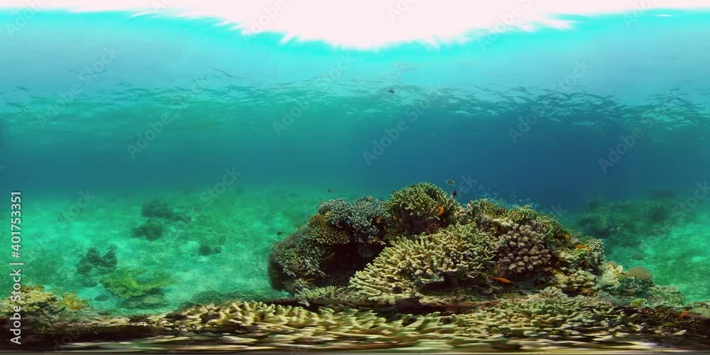 Reef Marine Underwater Scene. Tropical underwater sea fish. Philippines. Virtual Reality 360. Reef Marine Underwater Scene. Tropical underwater sea fish. Philippines. Virtual Reality 360.