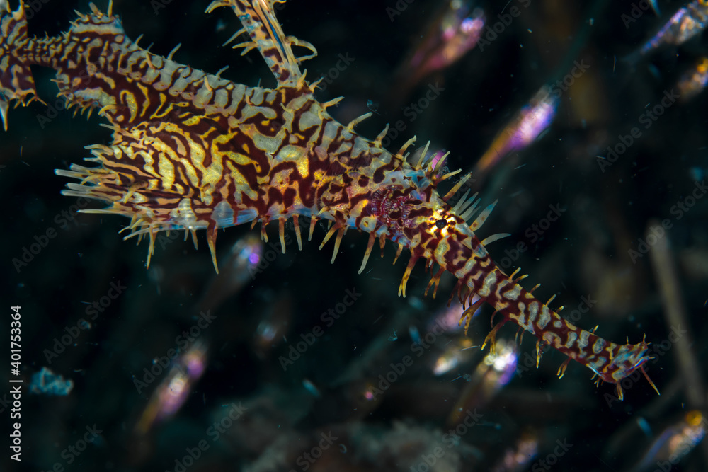Ornate ghost pipe fish close up