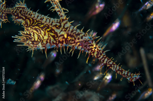 Ornate ghost pipe fish close up