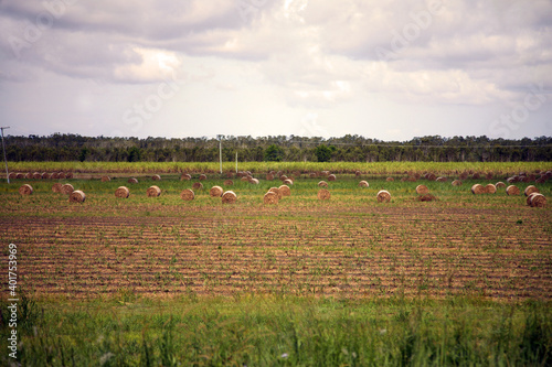 Sugar Cane Bales of Hay  Sunshine Coast  Queensland  Australia 