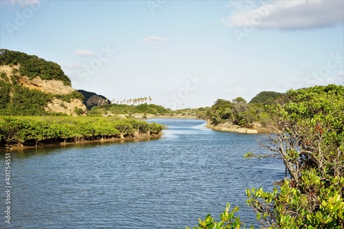 Lush green mangroves with river in tropical coastal swamp in Tanegashima island, Kagoshima, Japan - 鹿児島 種子島 マングローブパーク