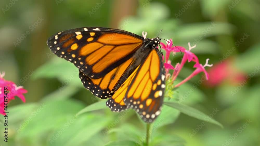 Butterfly on the flower in slow motion 180fps Butterfly on the flower in slow motion 180fps