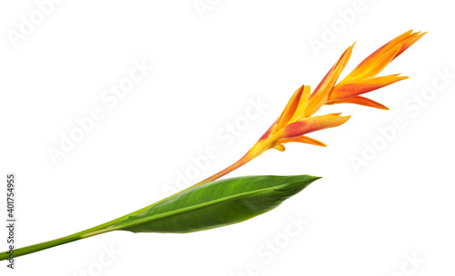 Heliconia psittacorum (Golden Torch) flowers with leaves, Tropical flowers isolated on white background, with clipping path 