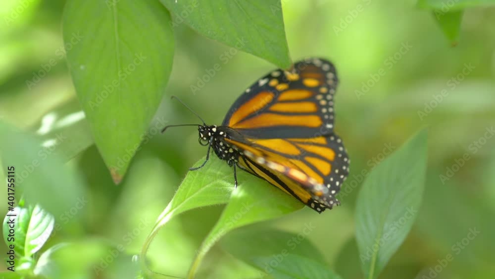 Butterfly on the leaf in slow motion 180fps
Butterfly on the leaf in slow motion 180fps