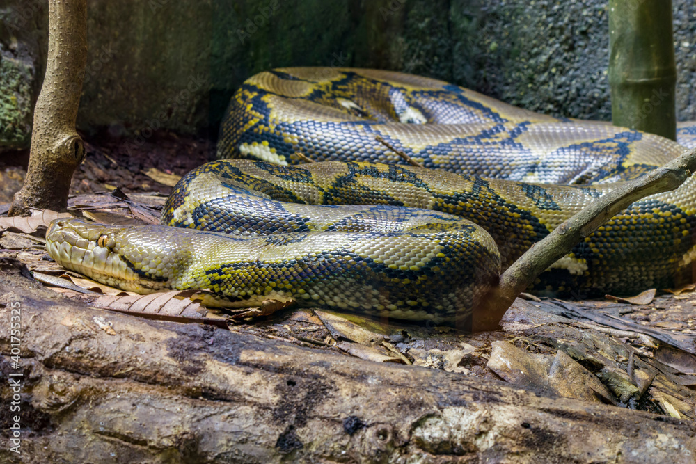 Pythonidae