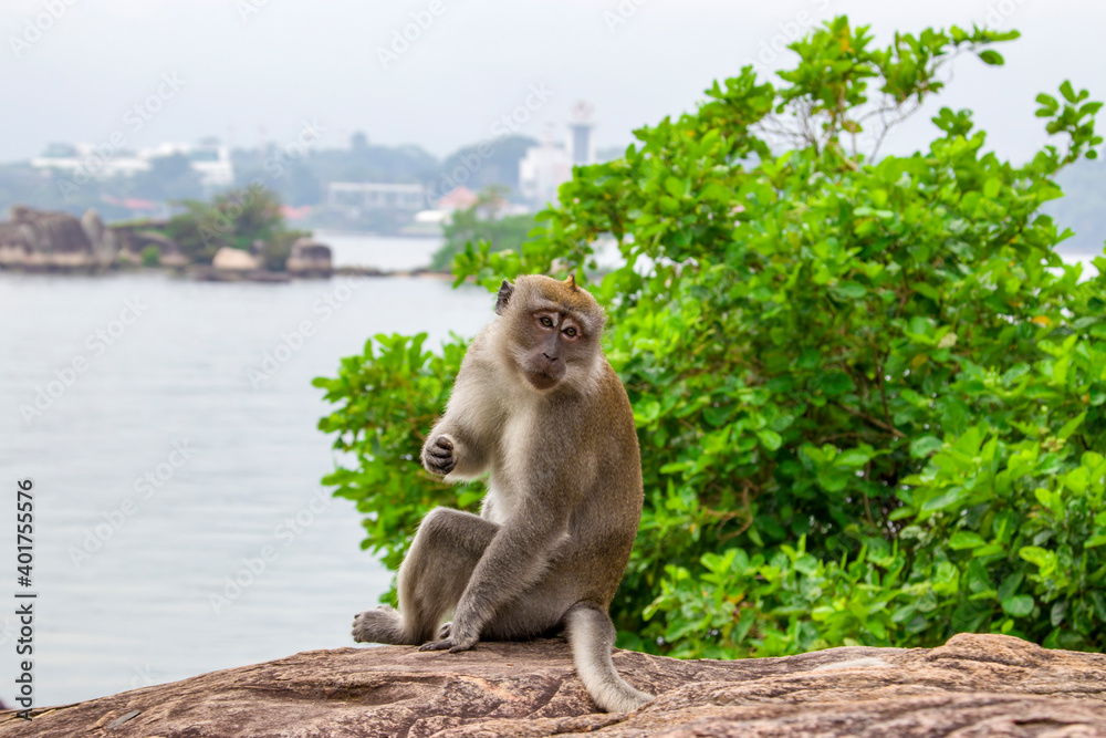 The crab-eating macaque (Macaca fascicularis) in Pulau Ubin Island of Singapore.
A primate native to Southeast Asia 
It has a long history alongside humans, the subject of medical experiments.