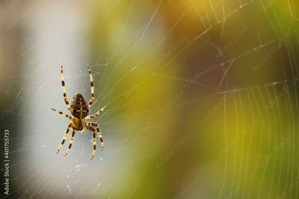 Close up of a false widow spinning an intricate web Close up of a false widow spinning an intricate web