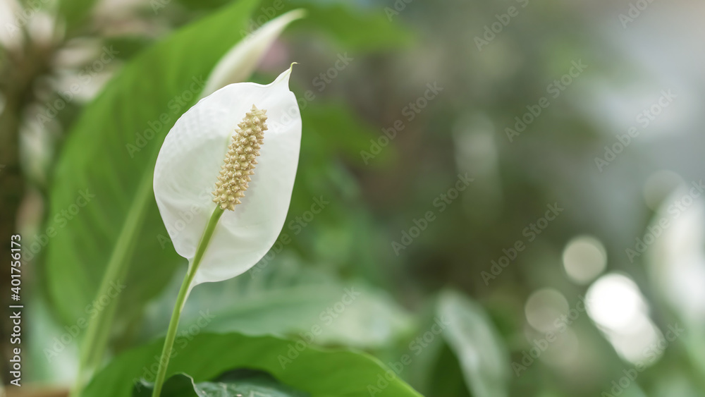 Spathiphyllum or peace lily plant with big white flower growing in hothouse or home. Spathiphyllum or peace lily plant with big white flower growing in hothouse or home.