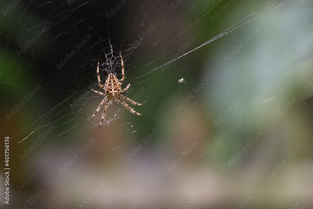 Close up of a false widow spinning an intricate web Close up of a false widow spinning an intricate web
