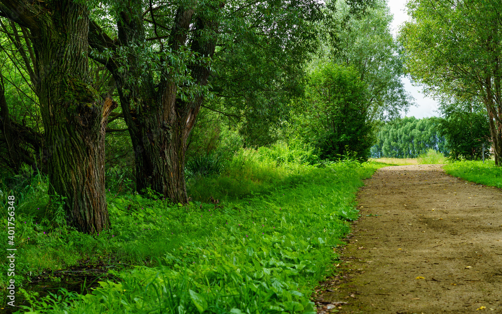 Fototapeta premium Summer landscape with green trees.