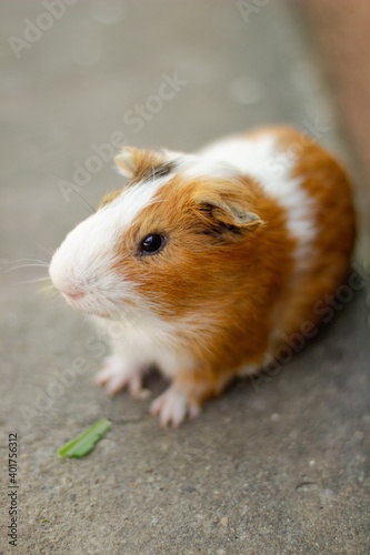 Hamster on ground