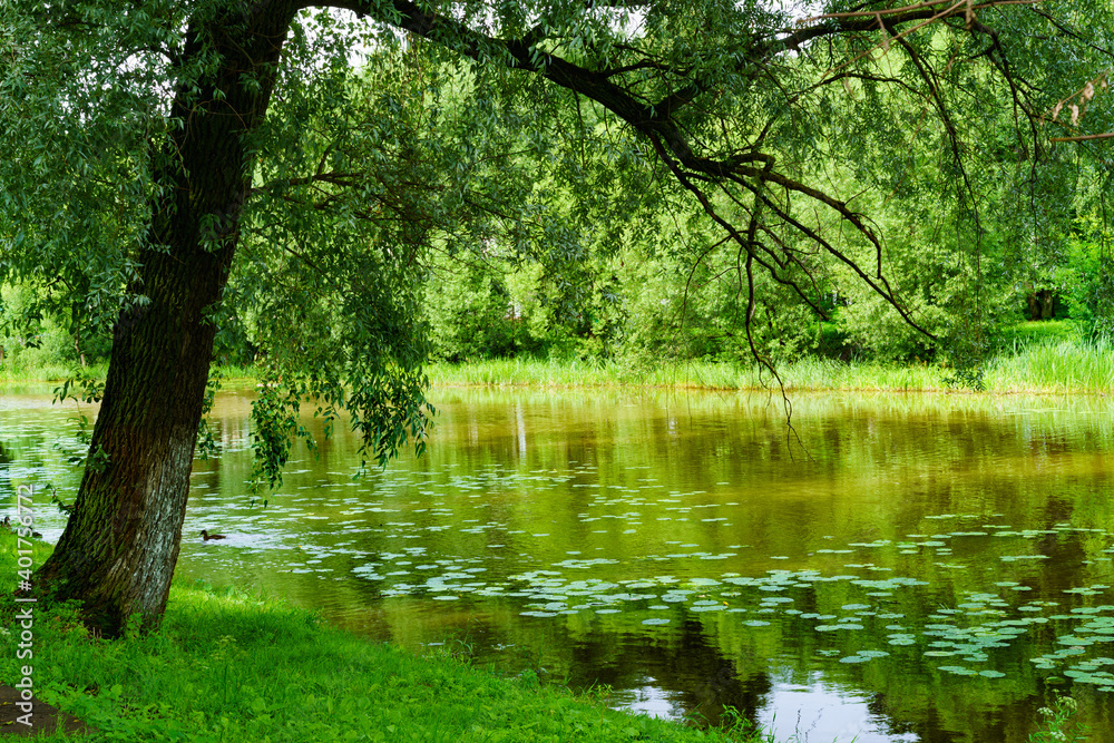 Summer landscape with green trees. Summer landscape with green trees.