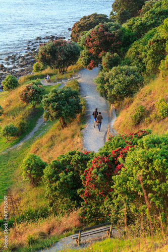 A walking track around the base of Mount Maunganui, New Zealand. Pohutukawa trees are covered in red summer blossoms photo