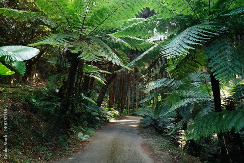 Flock of Cyathea spinulosa in Tanegashima island  Kagoshima  Japan -                                     