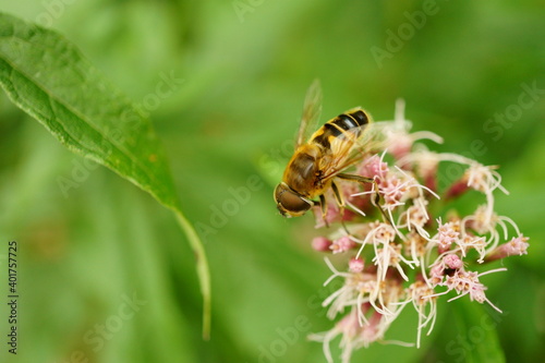 Macro photography of bee on hemp agrimony with copy space © Vicky