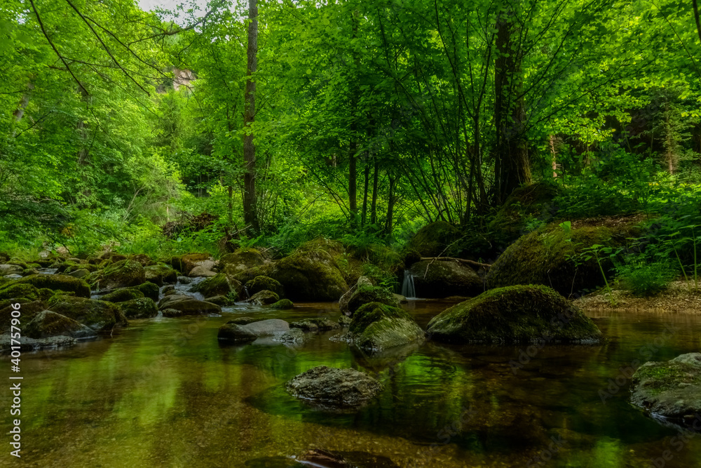 beautiful green nature with water and reflection from the plants and trees beautiful green nature with water and reflection from the plants and trees