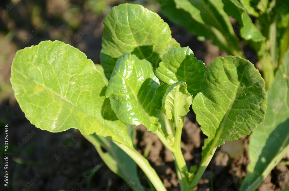 the ripe green carrot plant seedlings in the farm. the ripe green carrot plant seedlings in the farm.