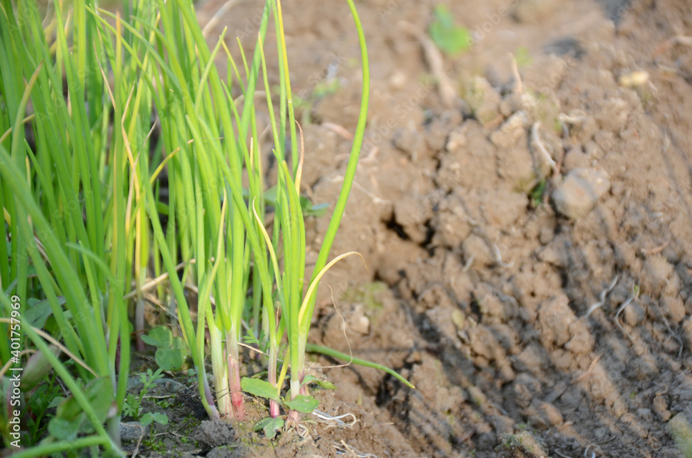 bunch the ripe green onion plant seedlings in the farm. bunch the ripe green onion plant seedlings in the farm.