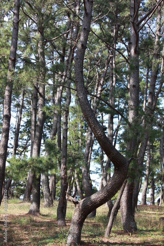 Fototapeta premium 三保の松原 日本三大松原のひとつ。富士山と太平洋の絶景を望める景勝地。