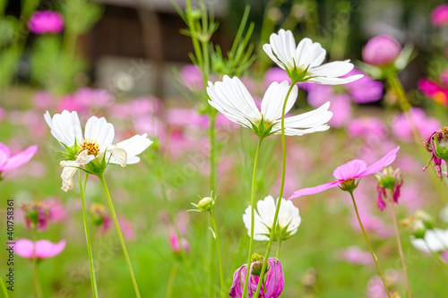 Colorful Flowers - Cosmos Flowers