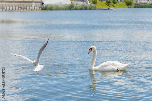 The White Swan on lake white white seagull  side view  summer Kazan  Tatarstan  Kaban Lake
