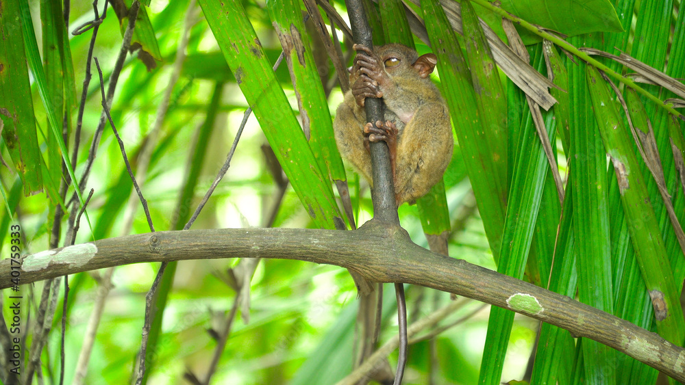 Small tarsier on a branch in a tropical forest. Bohol, Philippines.
