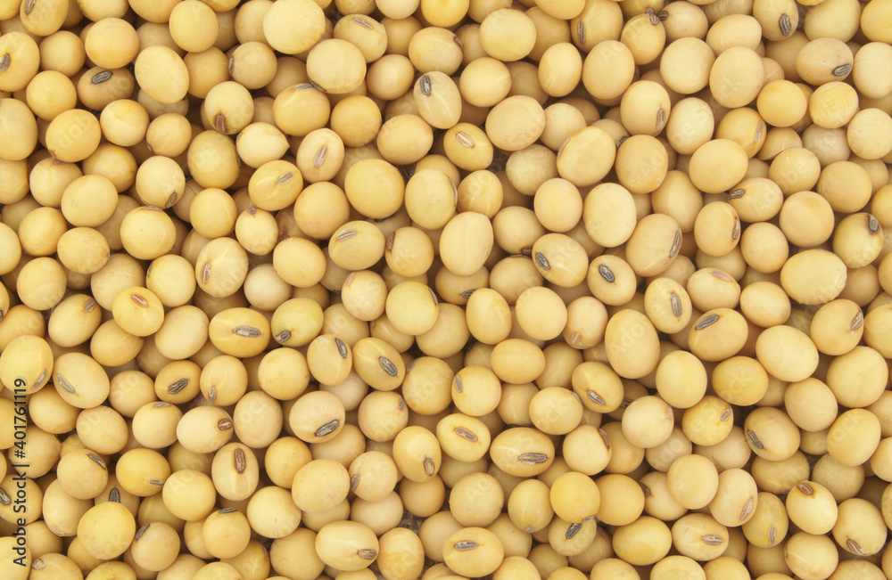 Soy beans as background or pattern Soy beans as background or pattern