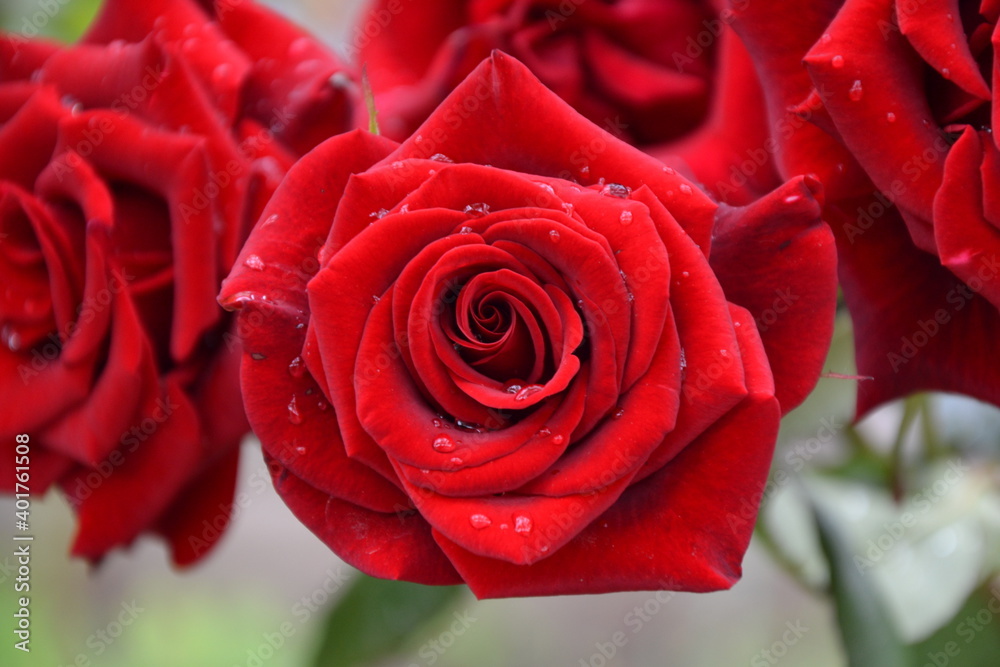 Red roses in the garden. Fresh beautiful flowers. Bright red roses. Summer nature background. Red roses in the garden. Fresh beautiful flowers. Bright red roses. Summer nature background.