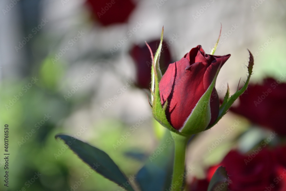 Red roses in the garden. Fresh beautiful flowers. Bright red roses. Summer nature background. Red roses in the garden. Fresh beautiful flowers. Bright red roses. Summer nature background.