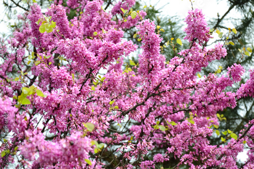 Cercis siliquastrum blooming tree. Pink flowers background. Judas tree branches in pink blossom. Beautiful summer nature. photo