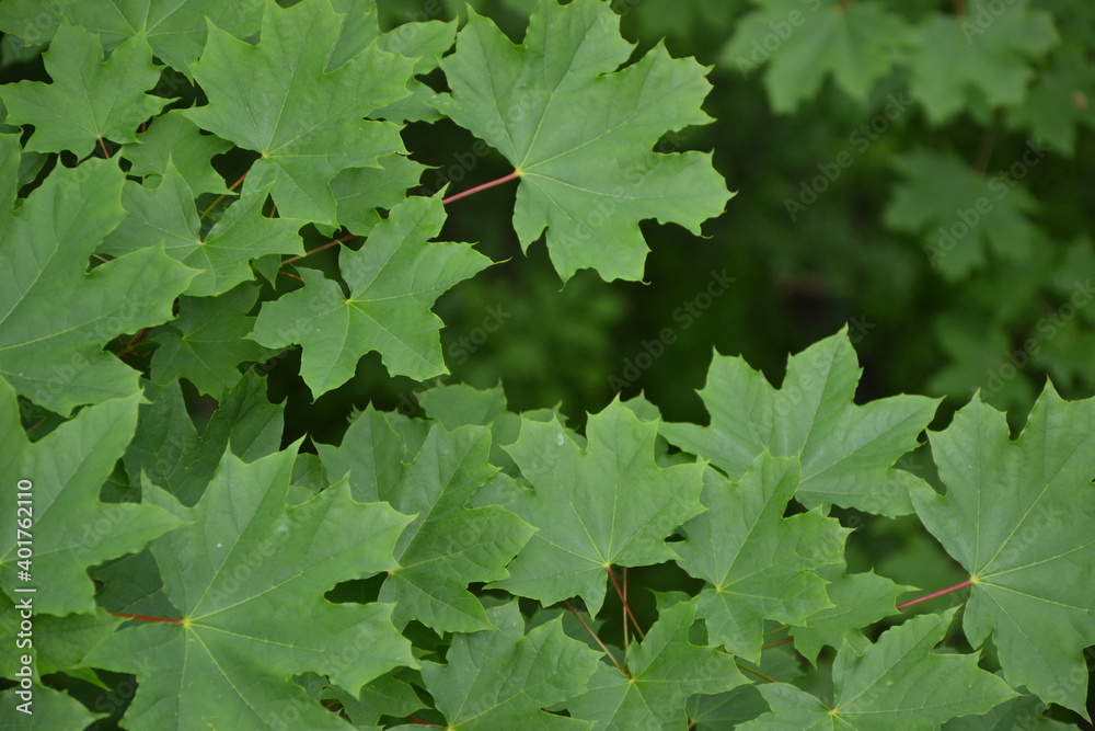Maple tree foliage. Fresh green maple leaves. Park or forest nature background. Maple tree foliage. Fresh green maple leaves. Park or forest nature background.
