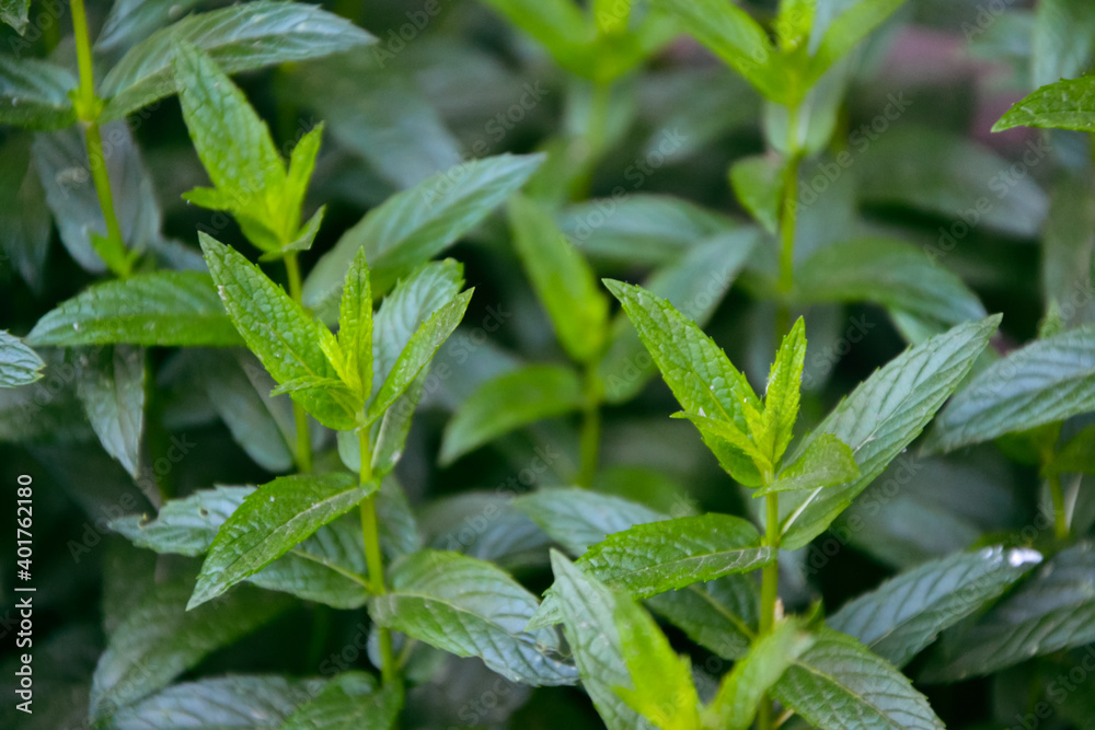 Mint plant in the garden. Spearmint foliage. Organic agriculture. Mint in the wild nature. Herb tea flavor. Village yard herbs. Mint plant in the garden. Spearmint foliage. Organic agriculture. Mint in the wild nature. Herb tea flavor. Village yard herbs.