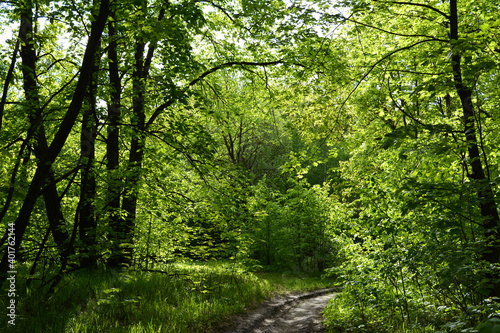Path in the summer forest with trees lit by the sun