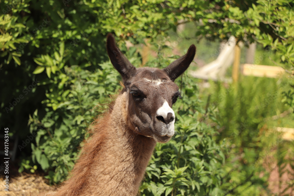 Obraz premium An angry alpaca glaring in the distance looking as if he's preparing to spit