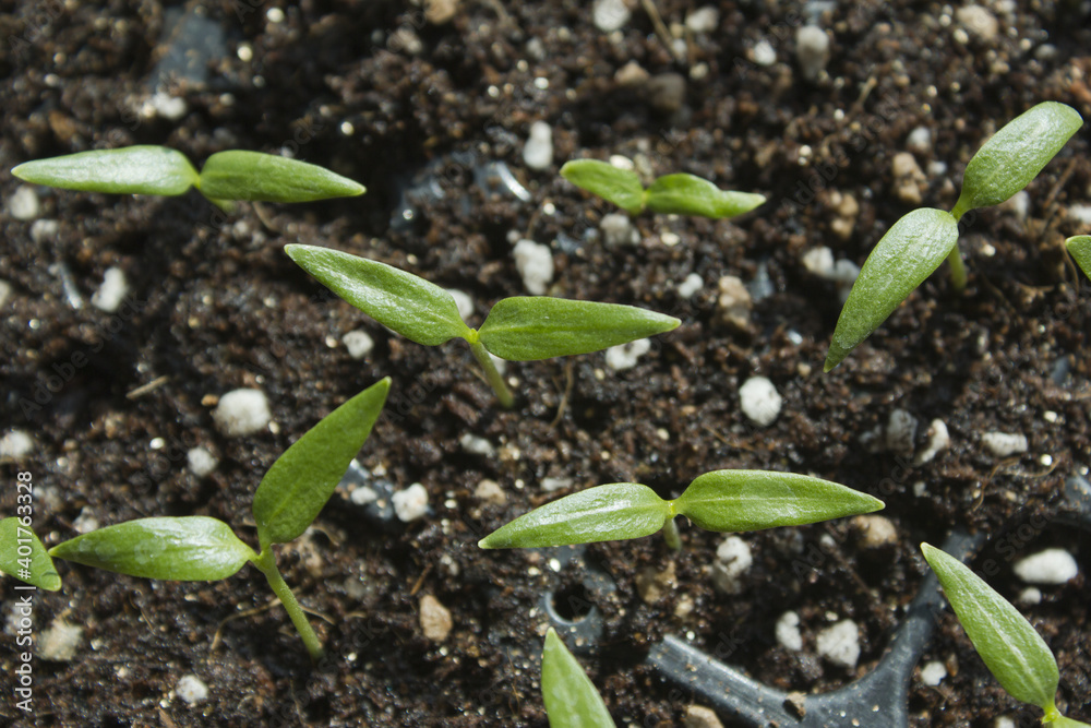 Fototapeta premium Young plant in the soil