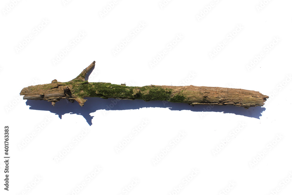 branches moss Isolated on white background branches moss Isolated on white background