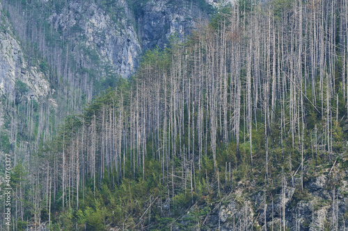 Absterbende Fichten im Gebirge	 photo