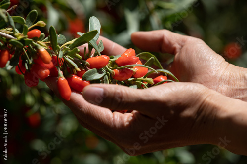 Photos Goji berry fruits and plants in sunshine garden