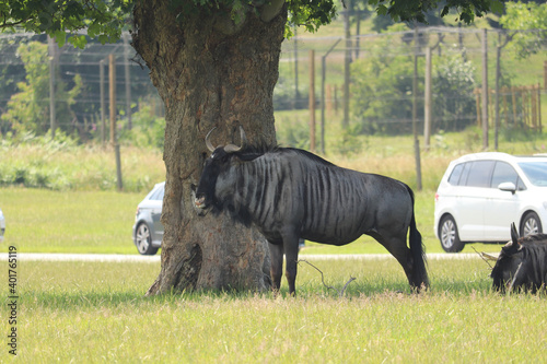 Photography Giant of the plains roaming freely in Woburn safari park